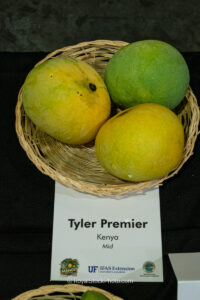 Tyler Premier mango fruit