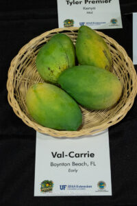 Val-Carrie mango fruit