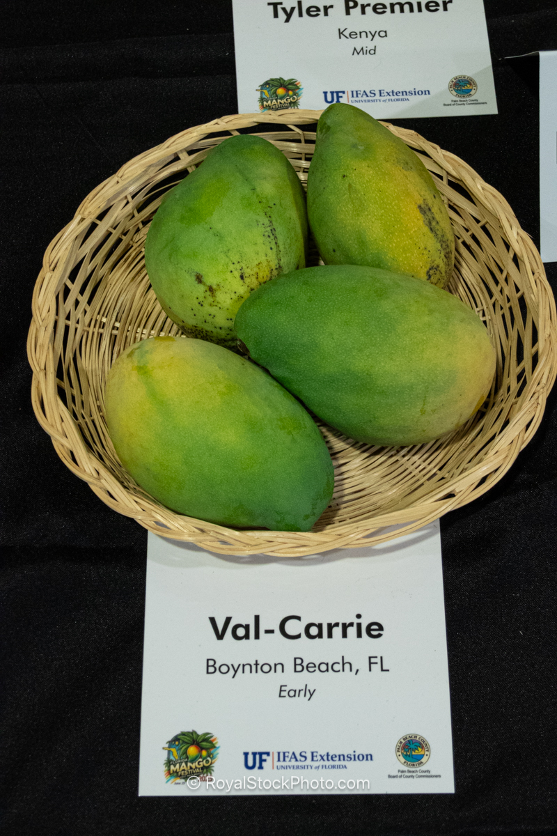 Val-Carrie Mango Val-Carrie mango fruit
