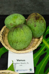 Venus mango fruit