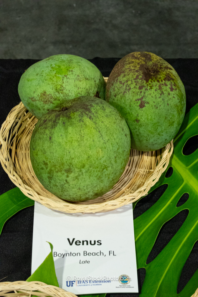 Venus mango fruit