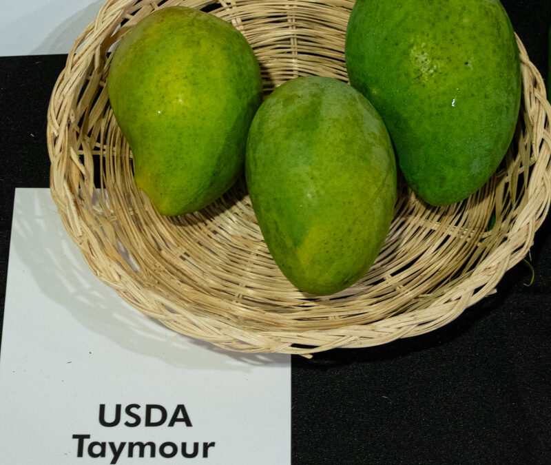 Taymour USDA