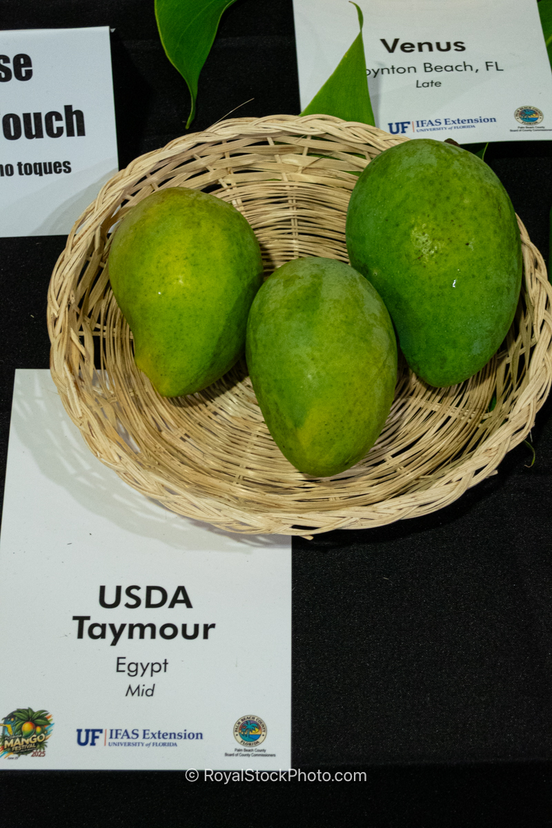 USDA Taymour Mango USDA Taymour mango fruit