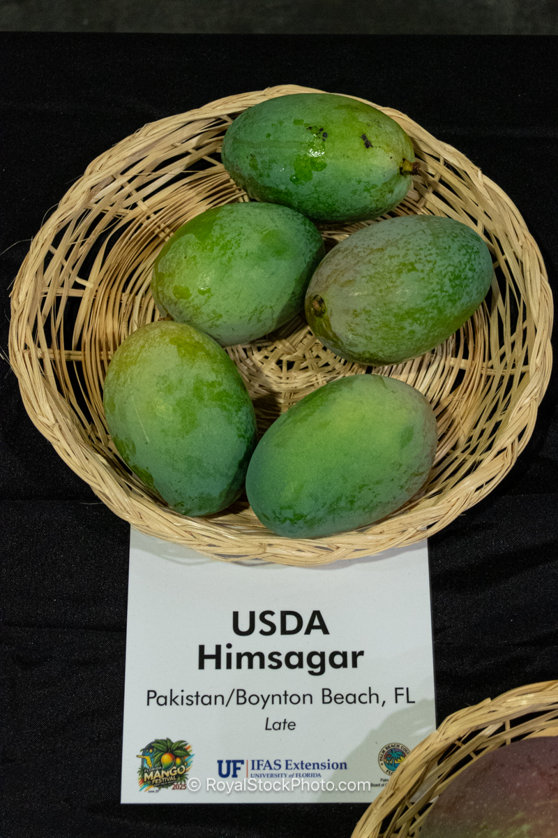 USDA Himsagar mango fruit