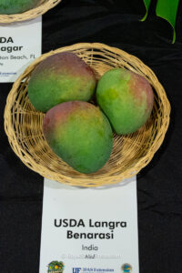 USDA Langra Benarasi mango fruit
