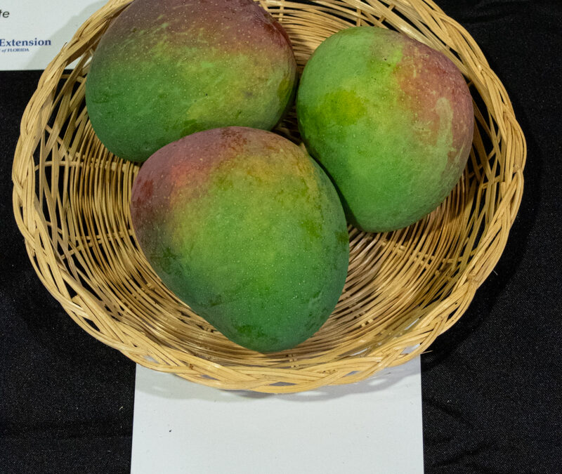 Langra Benarasi