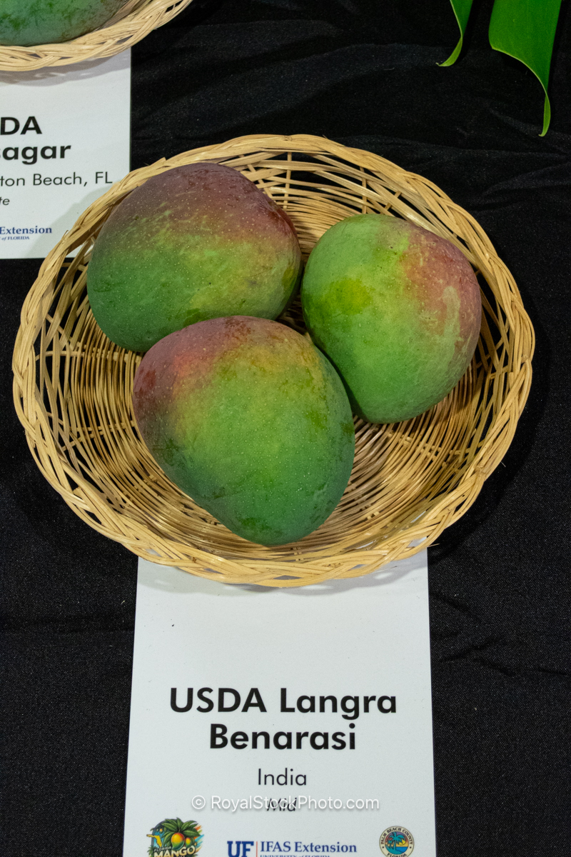 USDA Langra Benarasi mango fruit