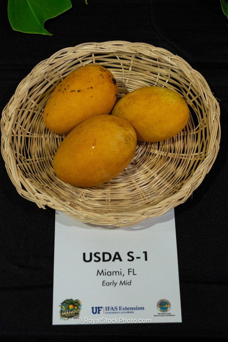 USDA S-1 mango fruit