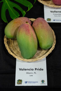 Valencia Pride mango fruit