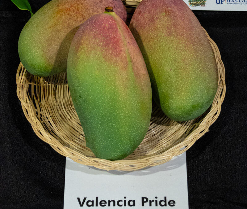 Valencia Pride