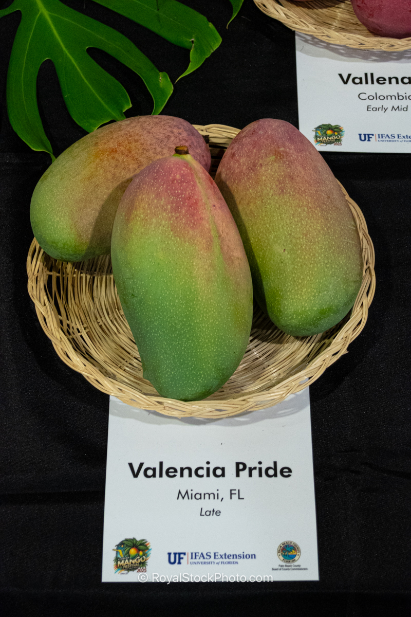 Valencia Pride mango fruit