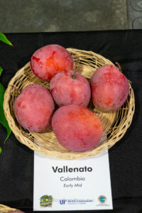 Vallenato mango fruit