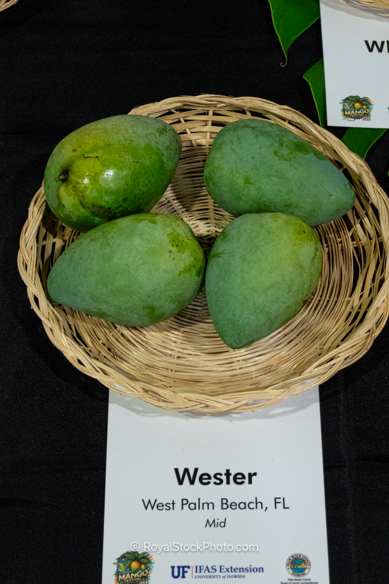 Wester mango fruit