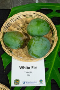 White Piri mango fruit