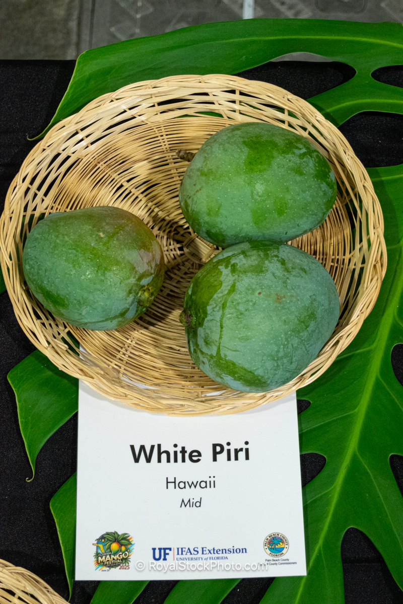 White Piri mango fruit