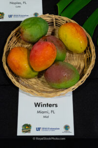 Winters mango fruit