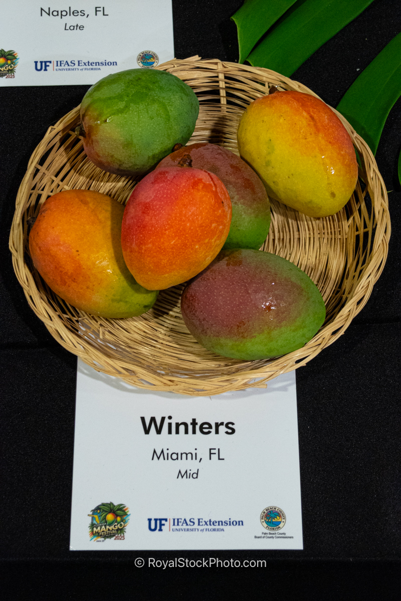 Winters mango fruit
