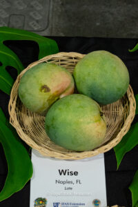Wise mango fruit
