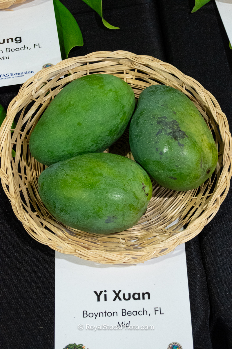 Yi Xuan mango fruit