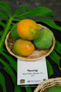 Young mango fruit