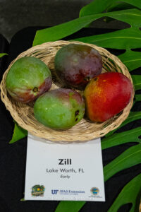 Zill mango fruit