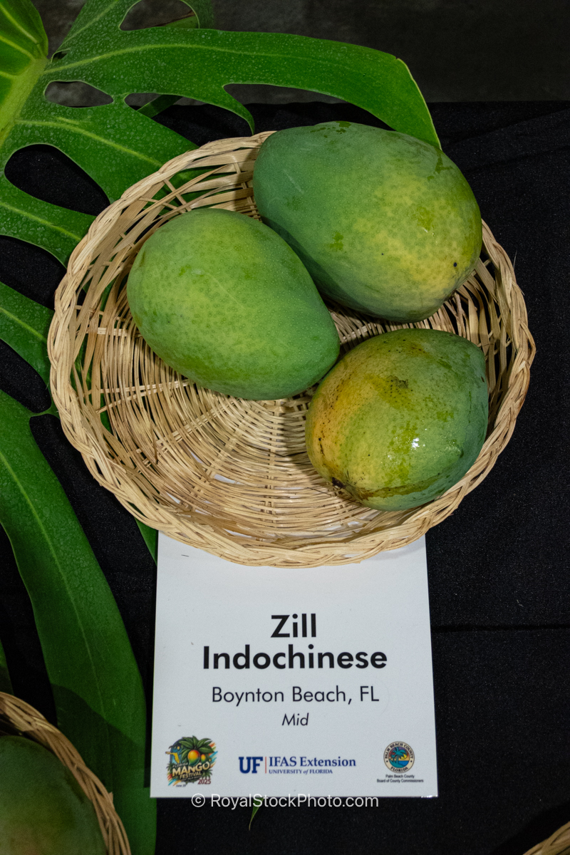 Zill Indochinese mango fruit