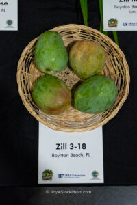 Zill 3-18 mango fruit