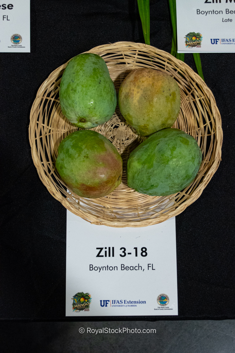 Zill 3-18 mango fruit