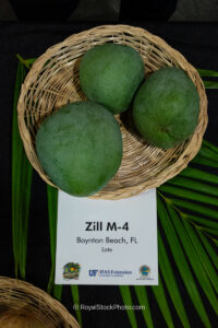 Zill M-4 mango fruit