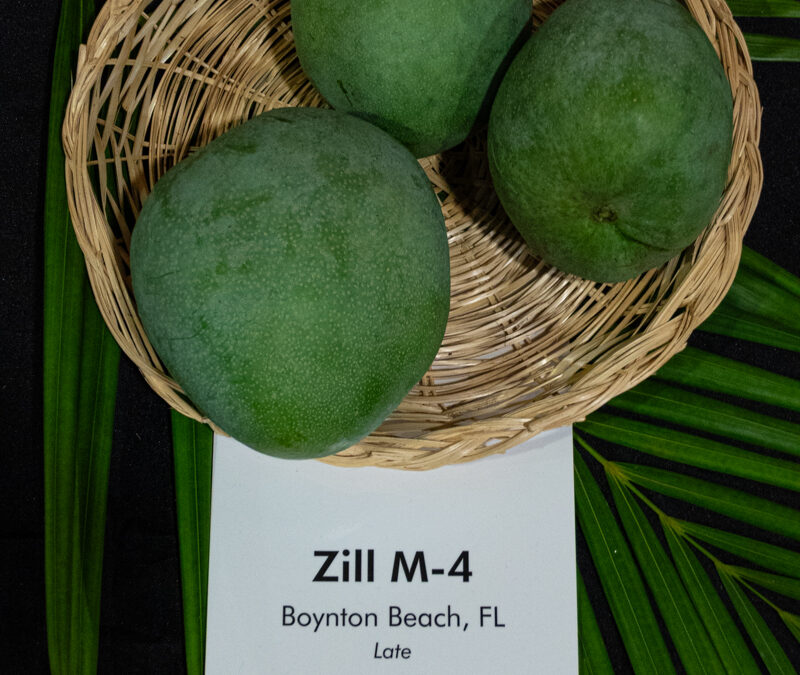 Zill M-4