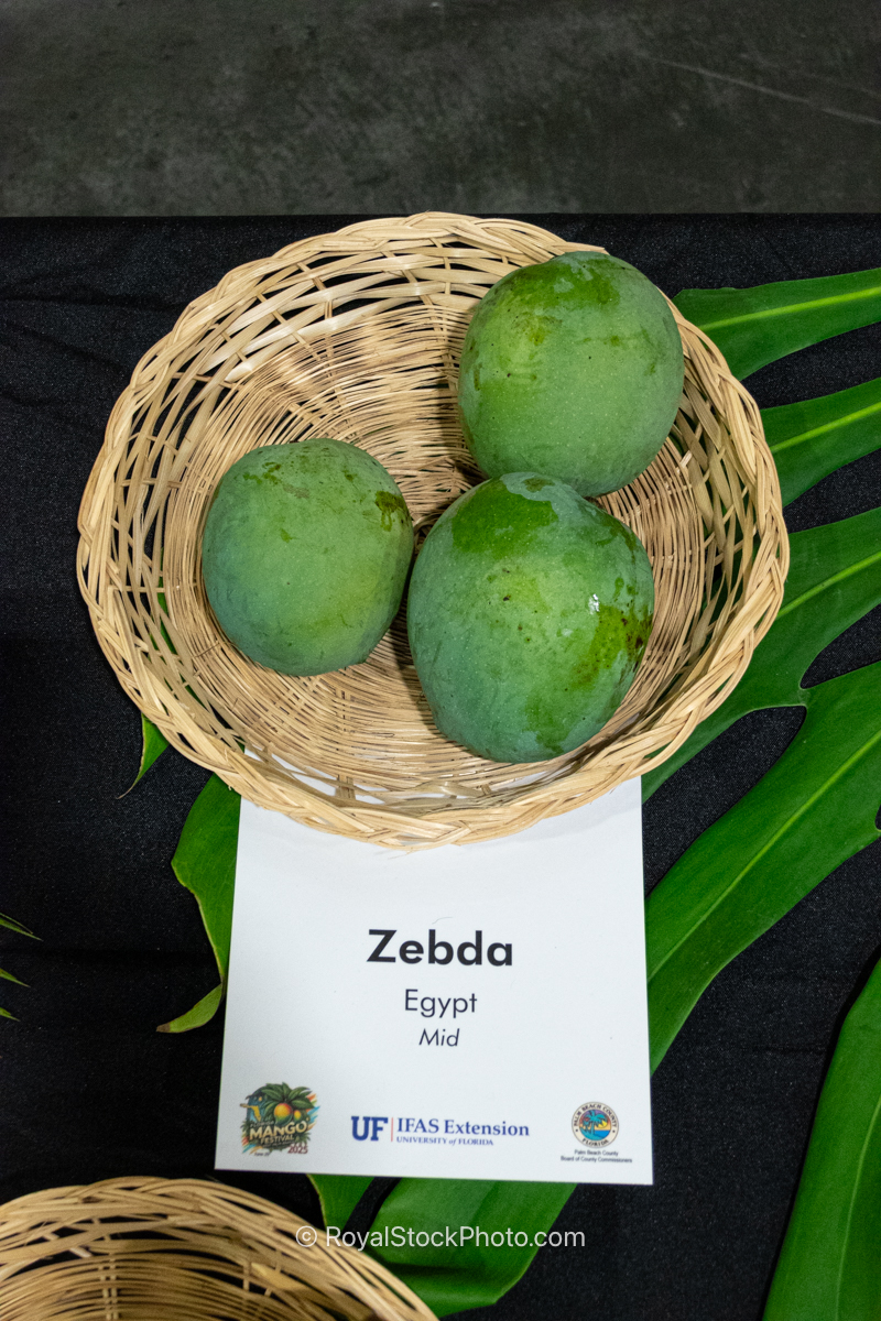 Zebda mango fruit