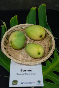 Burma mango fruit
