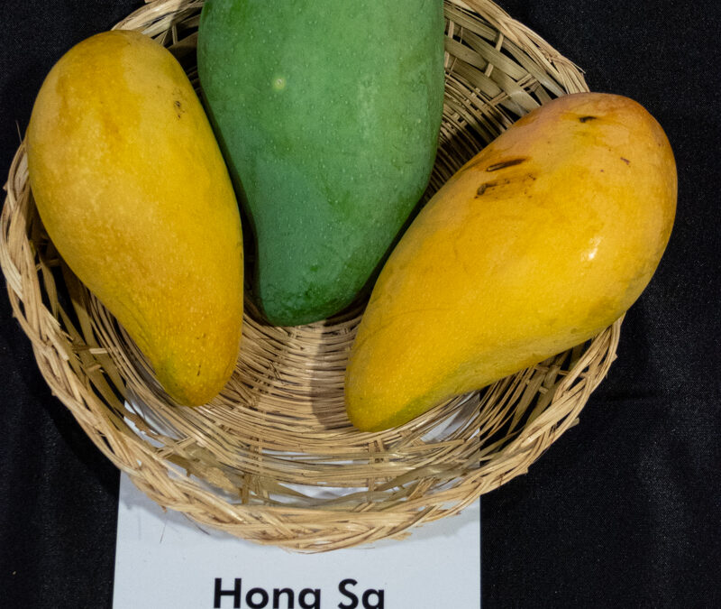 Hong Sa