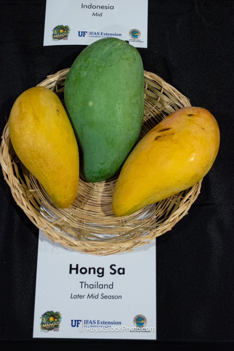 Hong Sa mango fruit