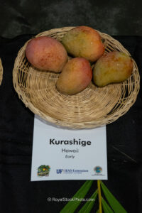 Kurashige mango fruit