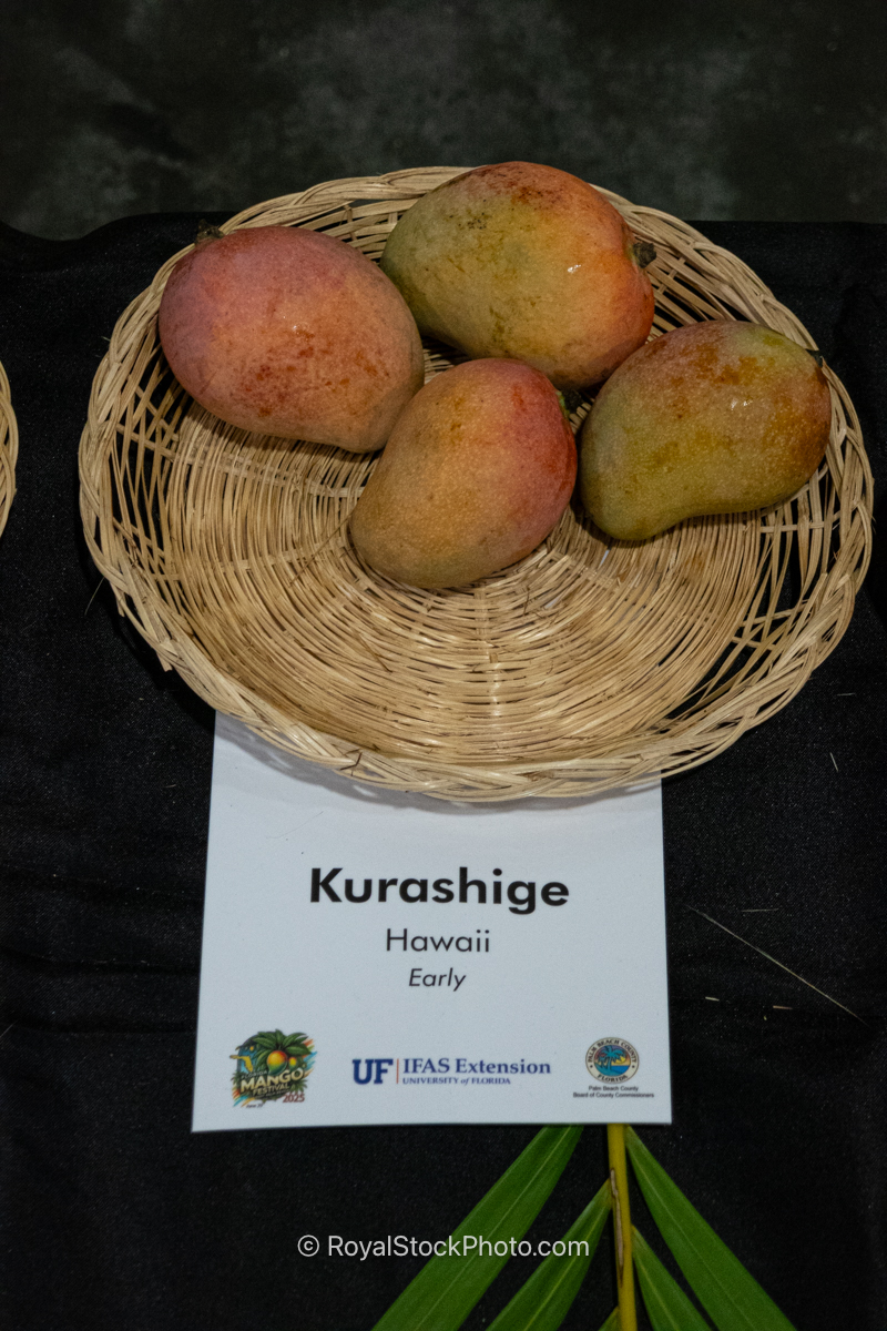 Kurashige Mango Kurashige mango fruit