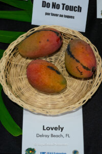 Lovely mango fruit
