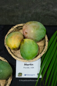 Martin mango fruit