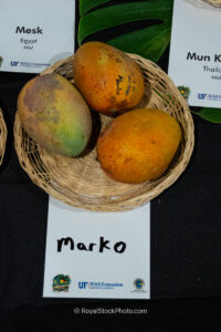 Marko mango fruit