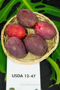 USDA 12-47 mango fruit