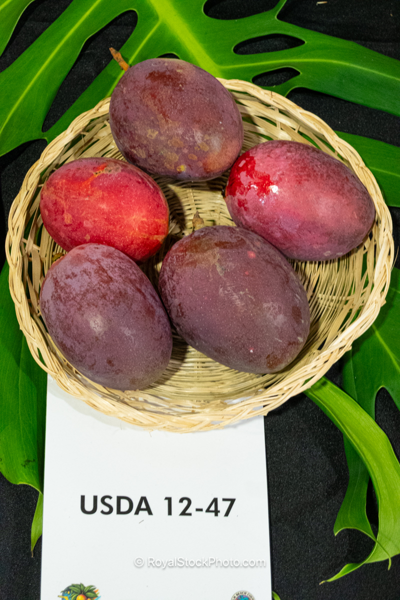 USDA 12-47 mango fruit