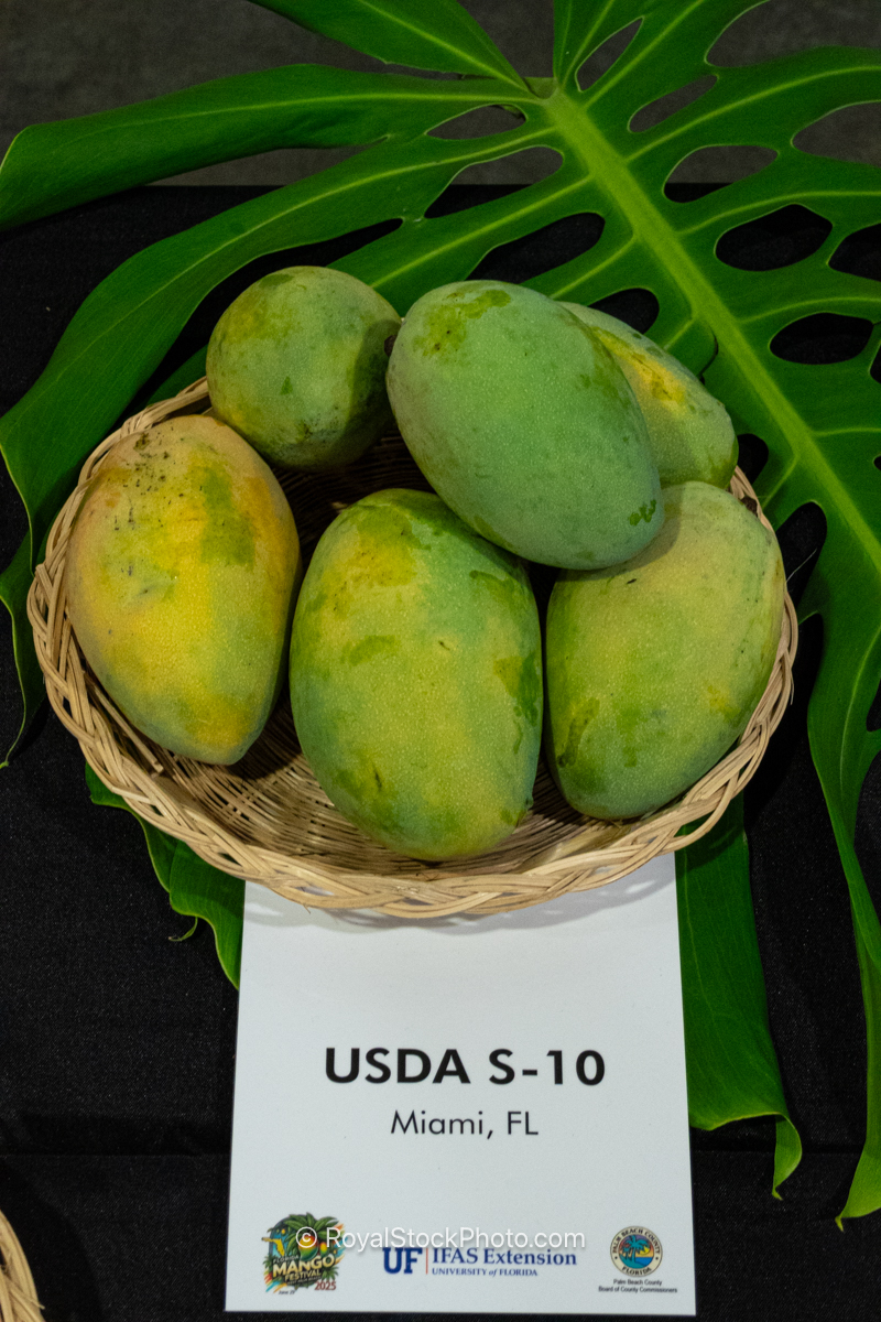 USDA S-10 mango fruit