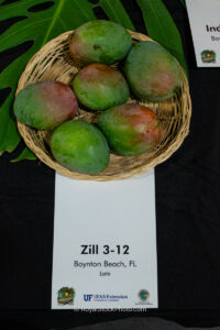 Zill 3-12 mango fruit