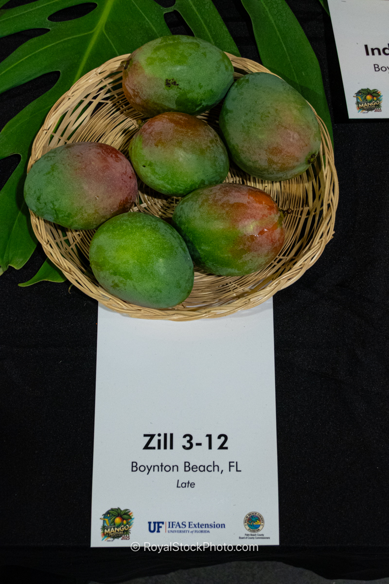 Zill 3-12 mango fruit
