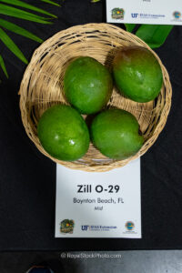 Zill O-29 mango fruit