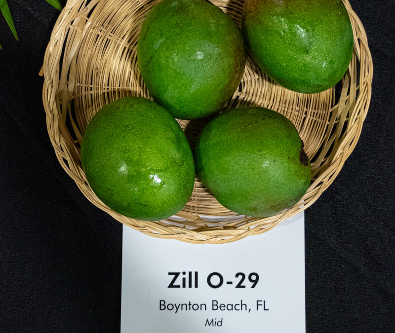 Zill O-29