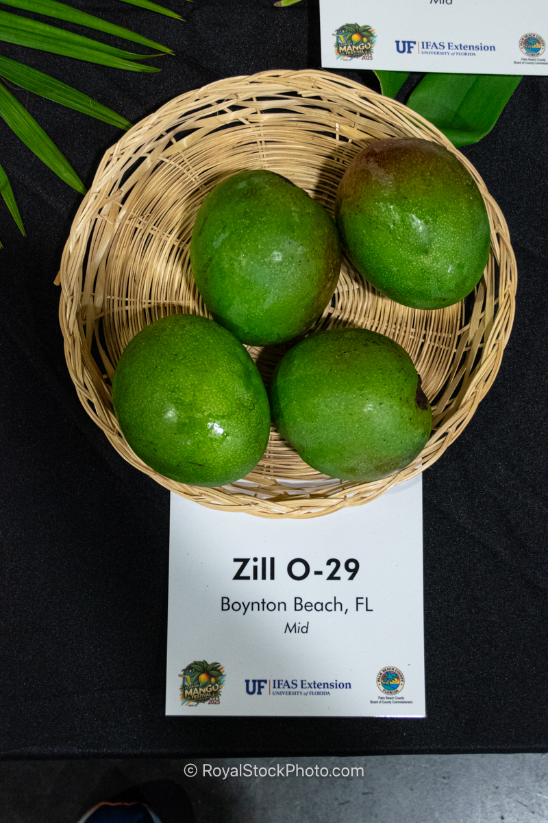 Zill O-29 mango fruit