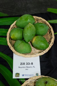 Zill 33-8 mango fruit