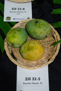 Zill 32-5 mango fruit