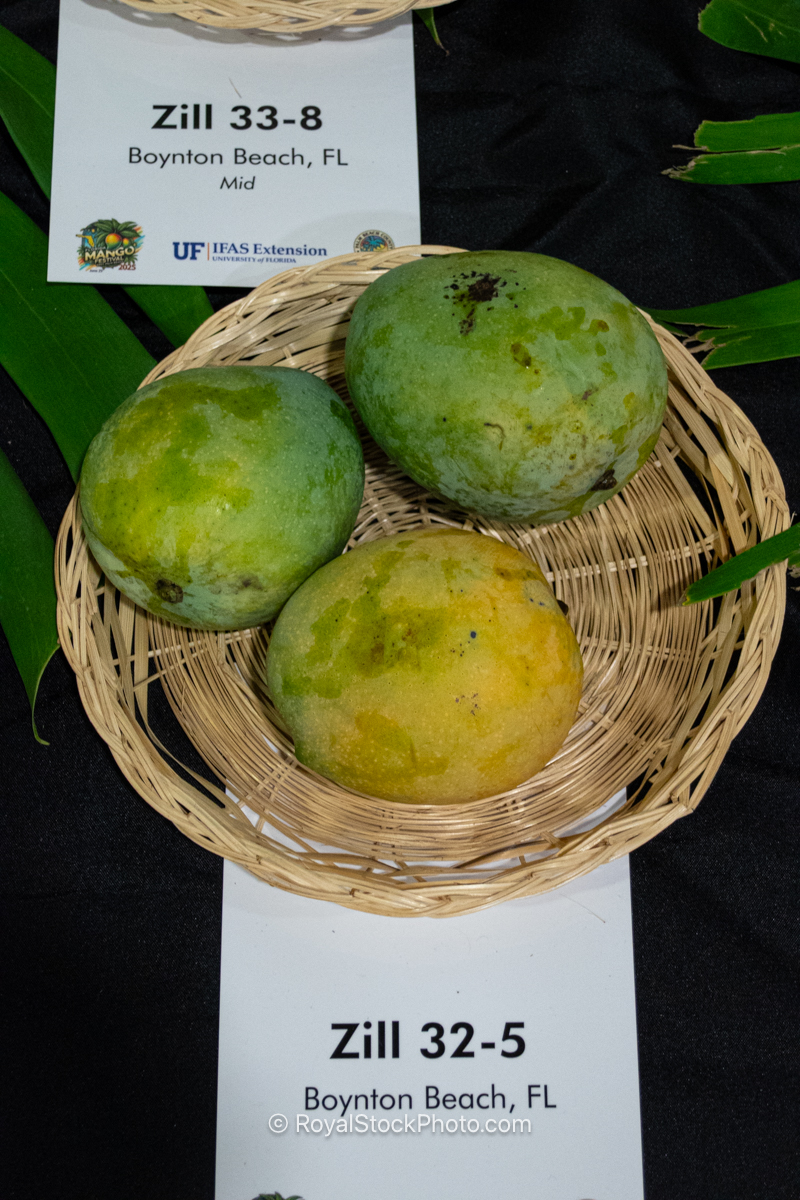 Zill 32-5 mango fruit